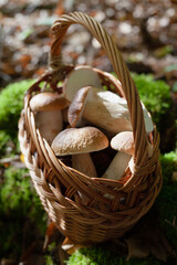 Delicious porcini mushroom - autumn picking boletus edilus fungi, culinary delicacy. Gourmet food ingredients for fine dining.