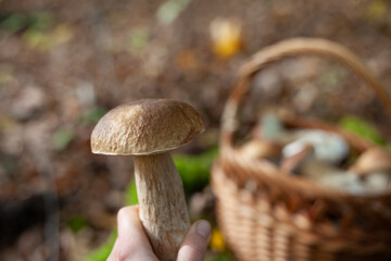 Delicious porcini mushroom - autumn picking boletus edilus fungi, culinary delicacy. Gourmet food ingredients for fine dining.