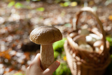 Delicious porcini mushroom - autumn picking boletus edilus fungi, culinary delicacy. Gourmet food ingredients for fine dining.