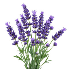 Fototapeta premium A vibrant bunch of purple lavender flowers in full bloom with green stems isolated on transparent background