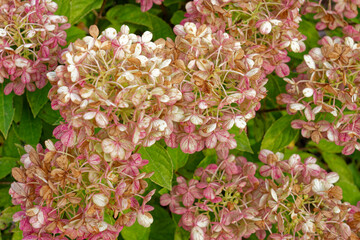 Finishing blooms of a hydrangea plant