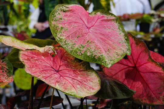 Caladium Variegata Houseplant with Pink and Green Variegated Leaves