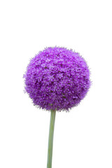 Allium giganteum flower isolated on a white background