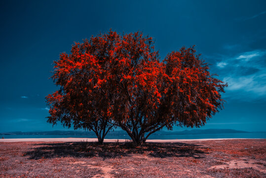 red tree