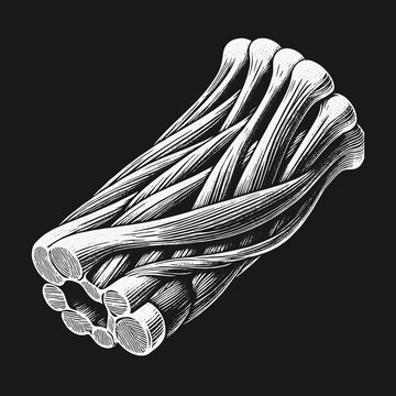 Detailed Illustration of Muscle Fibers: Anatomy and Structure.