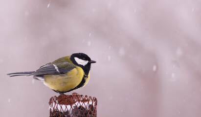 Great tit on a feeder during a snowfall.. © chermit