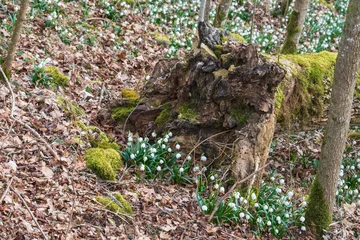 spring snowflake flowers next to a fallen tree in woodland © Carmen Hauser