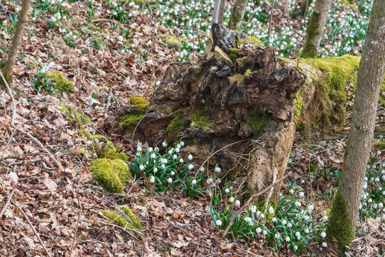 spring snowflake flowers next to a fallen tree in woodland