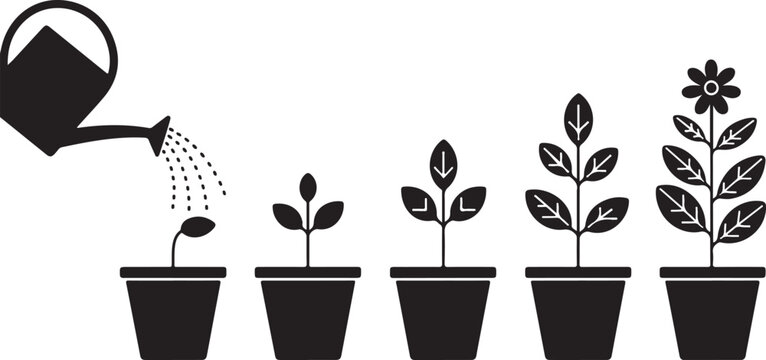 Plant growth in pot from seedling to flowering plant watered from watering can showing stages of development life cycle