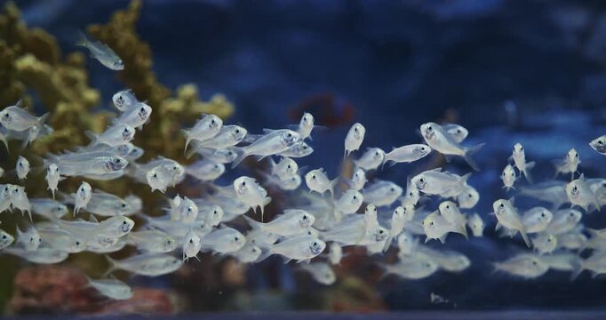 Small Aquarium Fishes. Large School Of Blue Tetra Fishes Swims In Aquarium. Boehlkea Fredcochui. Cochus Blue Tetra, Is Species Of Characin. Home Aquarium Fish. Ocean Animal, Aquatic Life