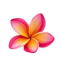Fototapeta premium Vibrant pink and orange plumeria flower isolated on transparent background
