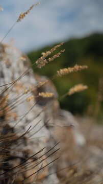 The dry grass is swaying in the wind. Cinematic macro. Ears of corn in close-up. Plants on a stone plateau. Hot August. Near the mountain forest. Bouteloua curtipendula.