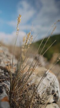 The dry grass is swaying in the wind. Cinematic macro. Ears of corn in close-up. Plants on a stone plateau. Hot August. Near the mountain forest. Bouteloua curtipendula.