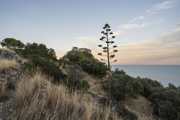 Obraz premium Evening twilight on the Gargano coast, Apulia, Italy, with a blooming agave, lush Mediterranean vegetation, serene and idyllic natural colors, peaceful coastal atmosphere.