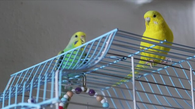 A green and a yellow budgie perched on top of their cage with the door open, looking around in a close up video.
