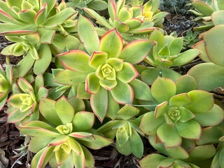 Fototapeta premium Thriving Green Succulents: Healthy succulent plants showing thick, fleshy leaves and vibrant green growth, ideal for drought-resistant gardening.