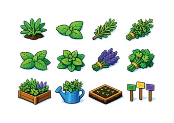Obraz premium Garden herbs. Colorful isometric vector icons set of garden herbs: sage plant, basil leaves, rosemary sprig, thyme bunch, mint leaves,