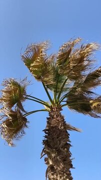Palm trees, blue sky, Summer day, Landscape view of palm trees, Exotic Palms and blue sky scenery, vertical screen
