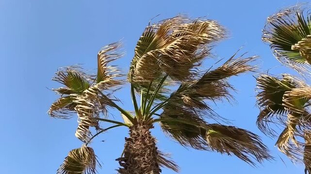 Palm trees, blue sky, Summer day, Landscape view of palm trees, Exotic Palms and blue sky scenery,	