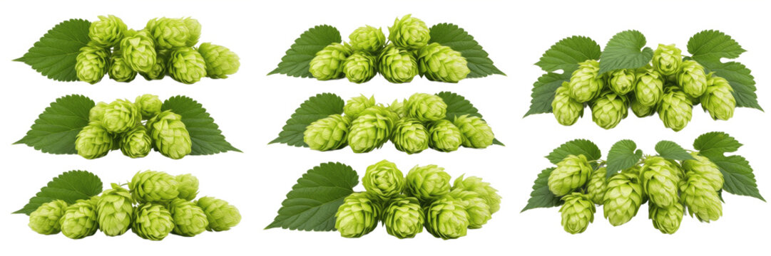 Fresh green hops cones for beer brewing on a wooden background, natural herbal ingredient for brewery industry