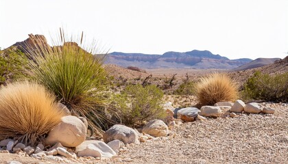 Dry Plants And Pebbles Desert Scene Cut Out Isolated On Transparent Background Banner
