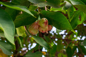 Fresh red wax apples (Java apple) hanging on the tree branch with green leaves. Tropical fruit in Vietnam.