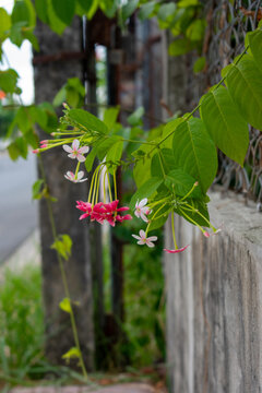 Blooming Rangoon Creeper flowers (Combretum indicum) hanging from a fence. Beautiful pink and red tropical clusters.