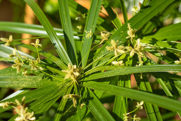 Closeup of ornamental grass with green leaves and seed clusters in bright sun