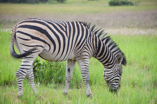 A zebra in a nature reserve in Africa