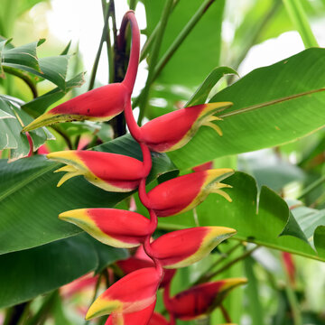 Colorful tropical flower, Heliconia bihai (Red palulu) flower. Red color. Close-up. Beautiful and bright flowers seen in Selemadeg Timur, Tabanan, Indonesia