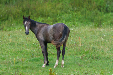 horse on the meadow