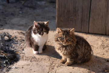 Two Fluffy Kittens Sitting Outdoors in a Rural Setting