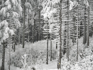 Winter landscape with snow covered trees in dense forest