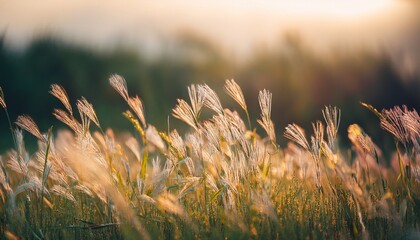 Delicate Grass In A Field