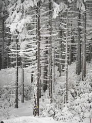 Winter landscape with snow covered trees in dense forest