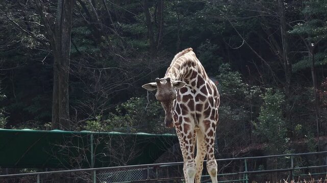 名古屋の東山動物園のアミメキリンの姿