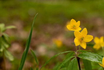 Obraz premium Beautiful yellow anemone ranunculoides flowers on a blurred green background
