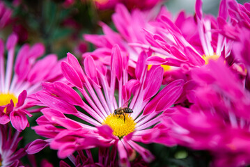 A bee is collecting nectar on a pink chrysanthemum. © YOUMING VISION