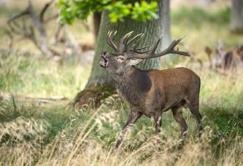 Obraz premium Deer male buck ( Cervus elaphus ) during rut