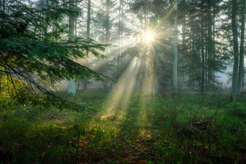 Obraz premium Sunny morning in the green forest