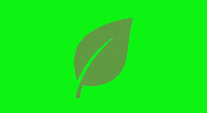 Simple Leaf Illustration