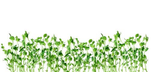 Young pea shoots microgreens border isolated on white. Fresh edible greens for healthy diet, cooking, farming, eco and wellness concepts. © Yuliia
