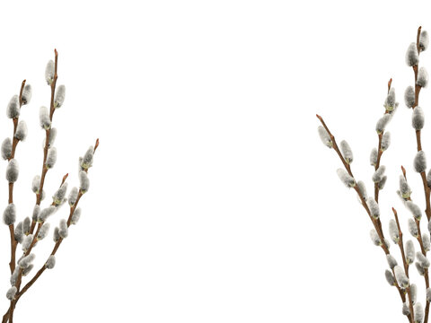 Spring willow branches with fluffy catkins isolated on white background. Minimal spring and Easter frame with copy space for greeting cards, invitations and seasonal design.