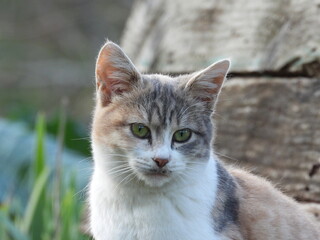 Obraz premium natural grey white cat video 