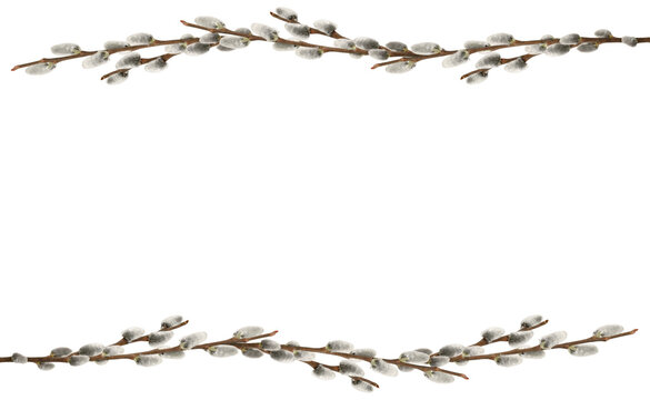 Spring frame made of pussy willow branches isolated on white background. Horizontal spring border symbolizing Easter, spring awakening and renewal, with copy space.
