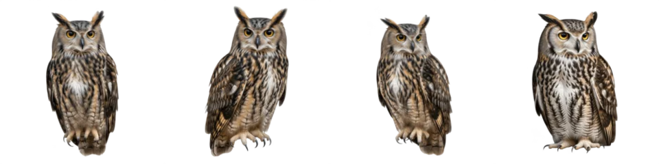 Set and collection of majestic great horned owls, wise nocturnal birds of prey in different poses, isolated on white transparent png background. © FIDEL CASTRO