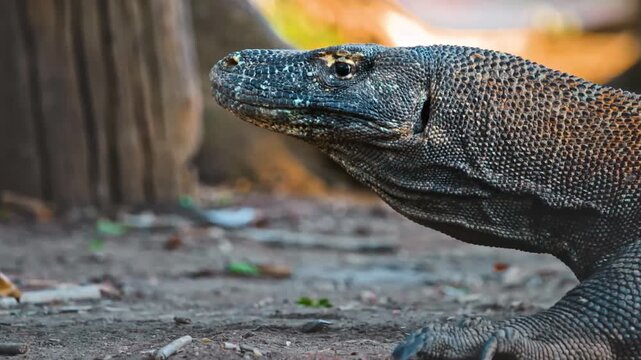 Komodo Dragon Close Up Portrait - Indonesia Wildlife Reptile Lizard Monitor Endangered Species Nature Animal Photography Wildlife Conservation Tourism