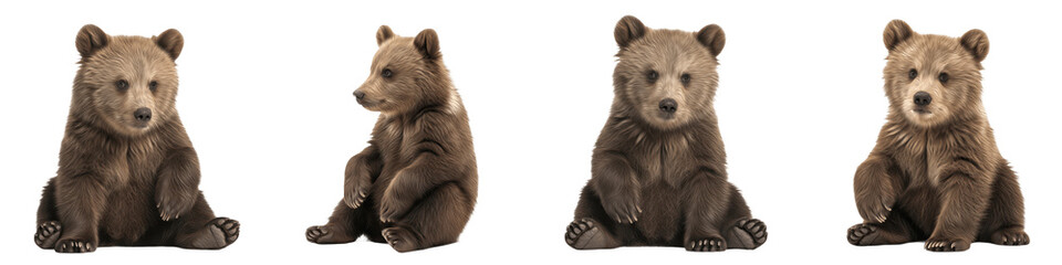 Collection Adorable Brown Grizzly Bear Cub in Various Sitting Poses for Wildlife and Nature Themes – Isolated on White Transparent PNG Background