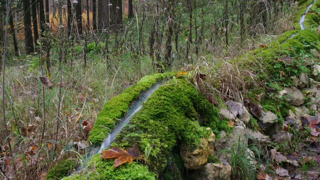 Moosbewachsene Steinerne Rinne im herbstlichen Wald bei Wolfsbronn im Altm&uuml;hltal