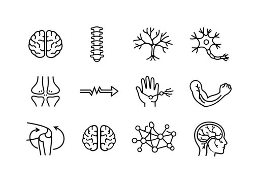 Nervous System Icons. Nervous system. Line icon set of nervous system: brain, spinal cord, peripheral nerves, neuron cell, synapse, nerve signal arrow, sensory